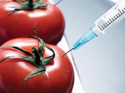 genetically_modified_foods1