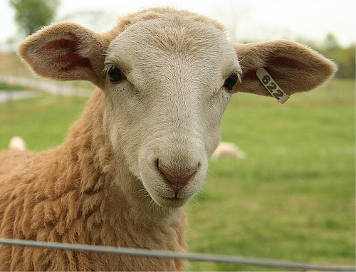Sheep placenta used for anti-aging.