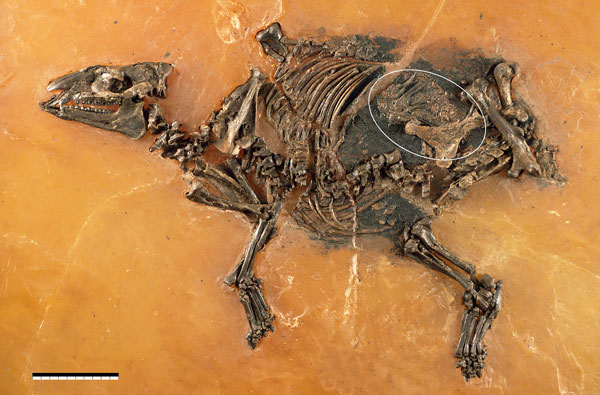 Eurohippus messelensis fossil and fetus